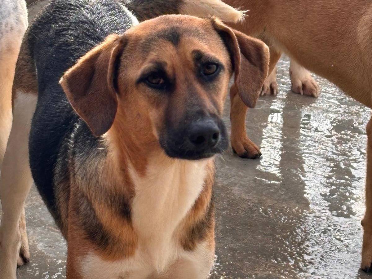 Vuoi adottare un cane a Ragusa?