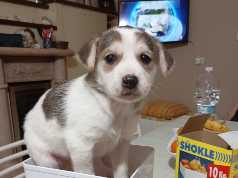 Adozione cane, maschio, Razza sconosciuta Razza sconosciuta, 2 mesi, taglia media contenuta, Avellino