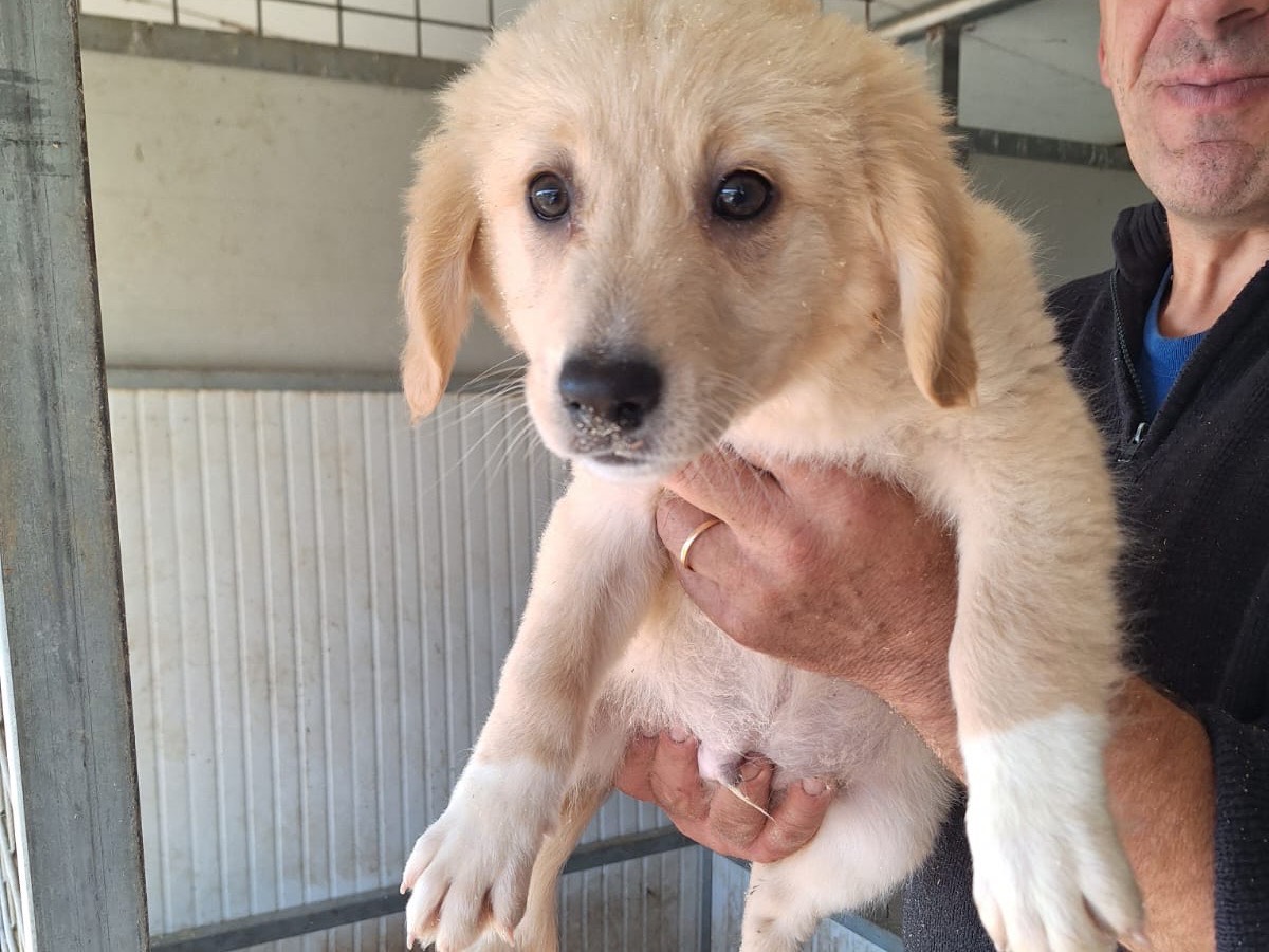 Adozione cane, maschio, Razza sconosciuta Razza sconosciuta, 3 mesi, taglia media, Frosinone