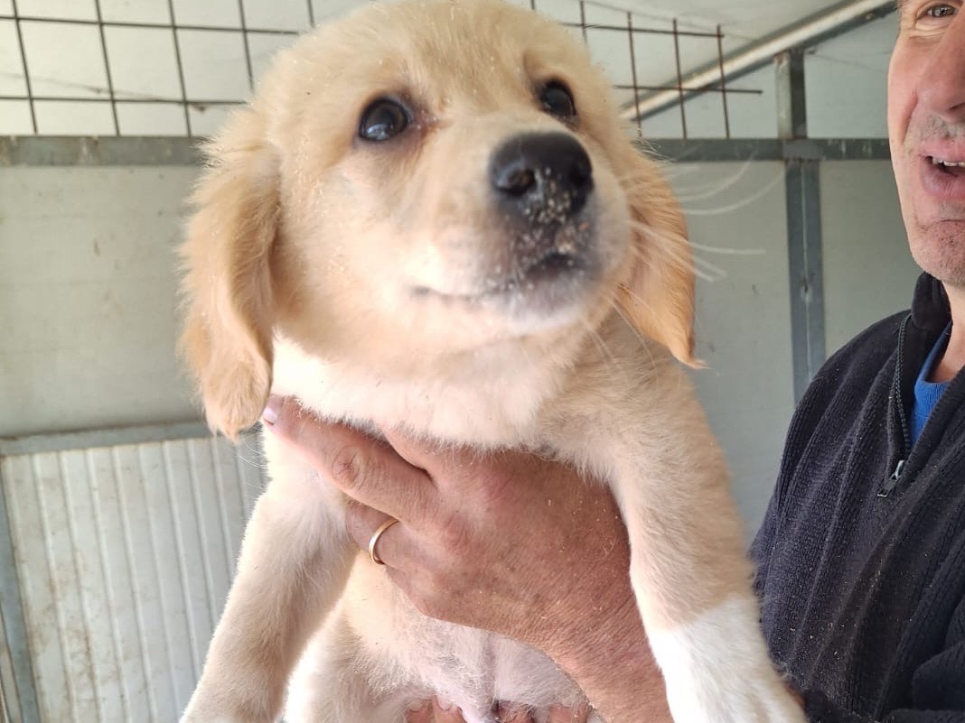 Adotta un cane, maschio, 3 mesi, Frosinone