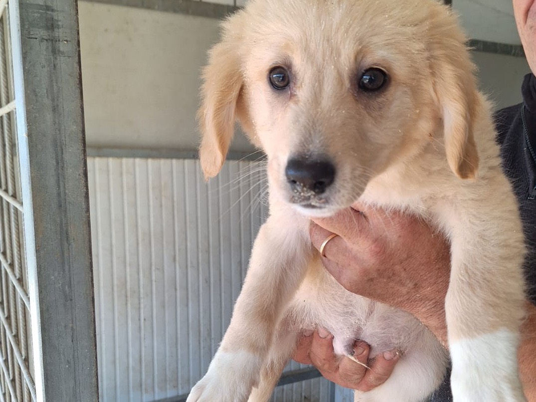 Adotta un cane, taglia media, maschio, Frosinone