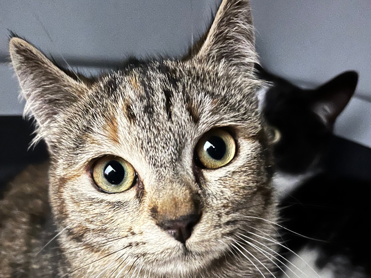 Adozione gatto, femmina, Razza sconosciuta Razza sconosciuta, 5 mesi, taglia non valida, Padova