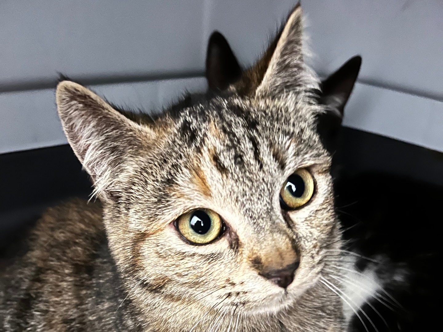 Adotta un gatto, femmina, 5 mesi, Padova