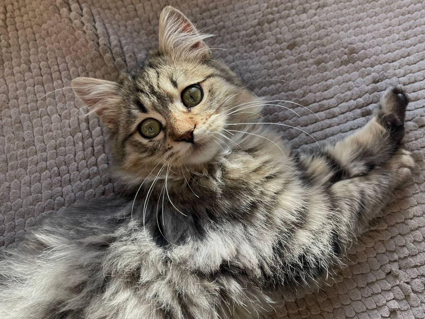 Adozione gatto, maschio, Norvegese delle Foreste  Razza sconosciuta, 4 mesi, taglia non valida, Milano