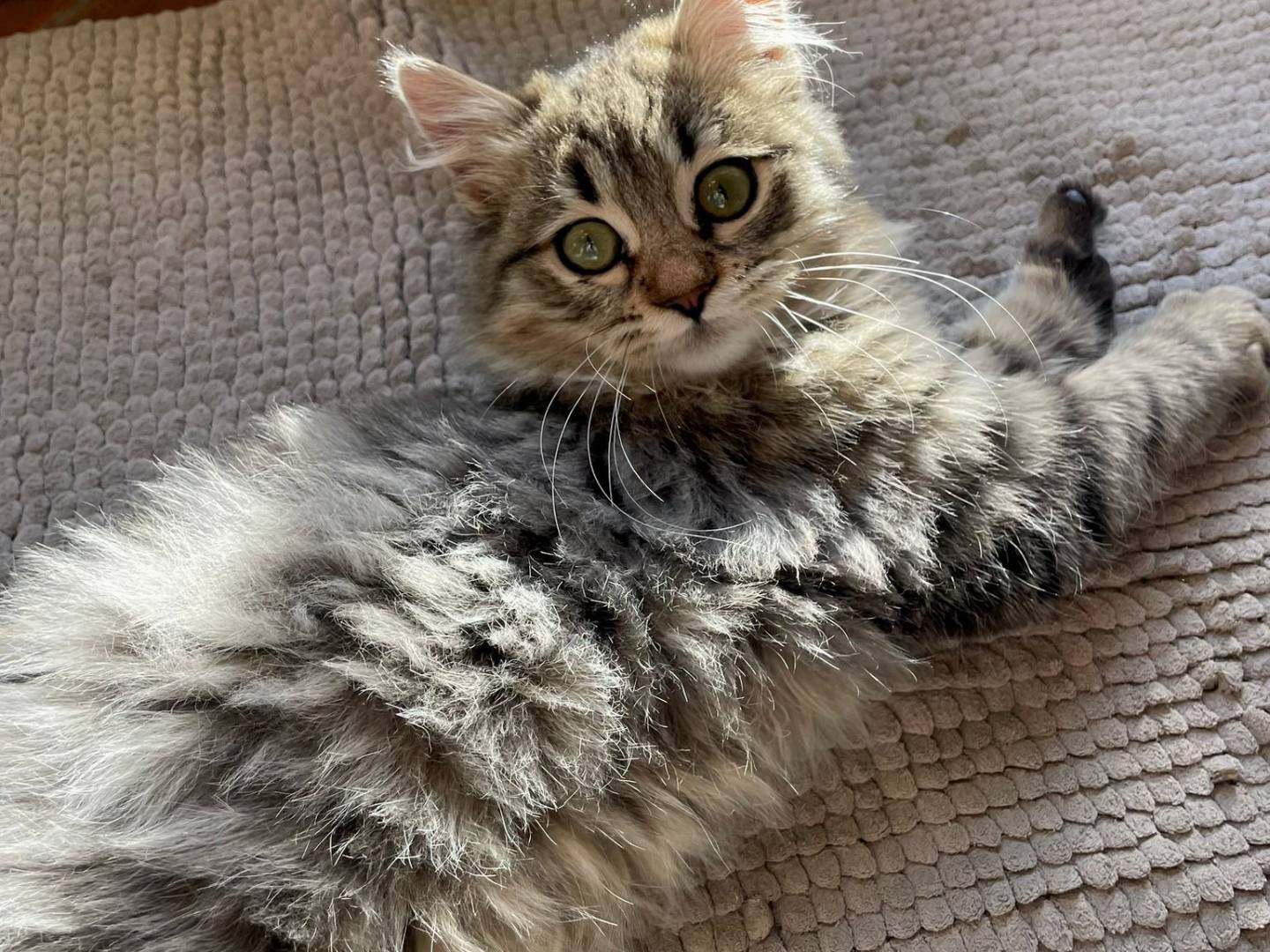 Adotta un gatto, maschio, 4 mesi, Milano