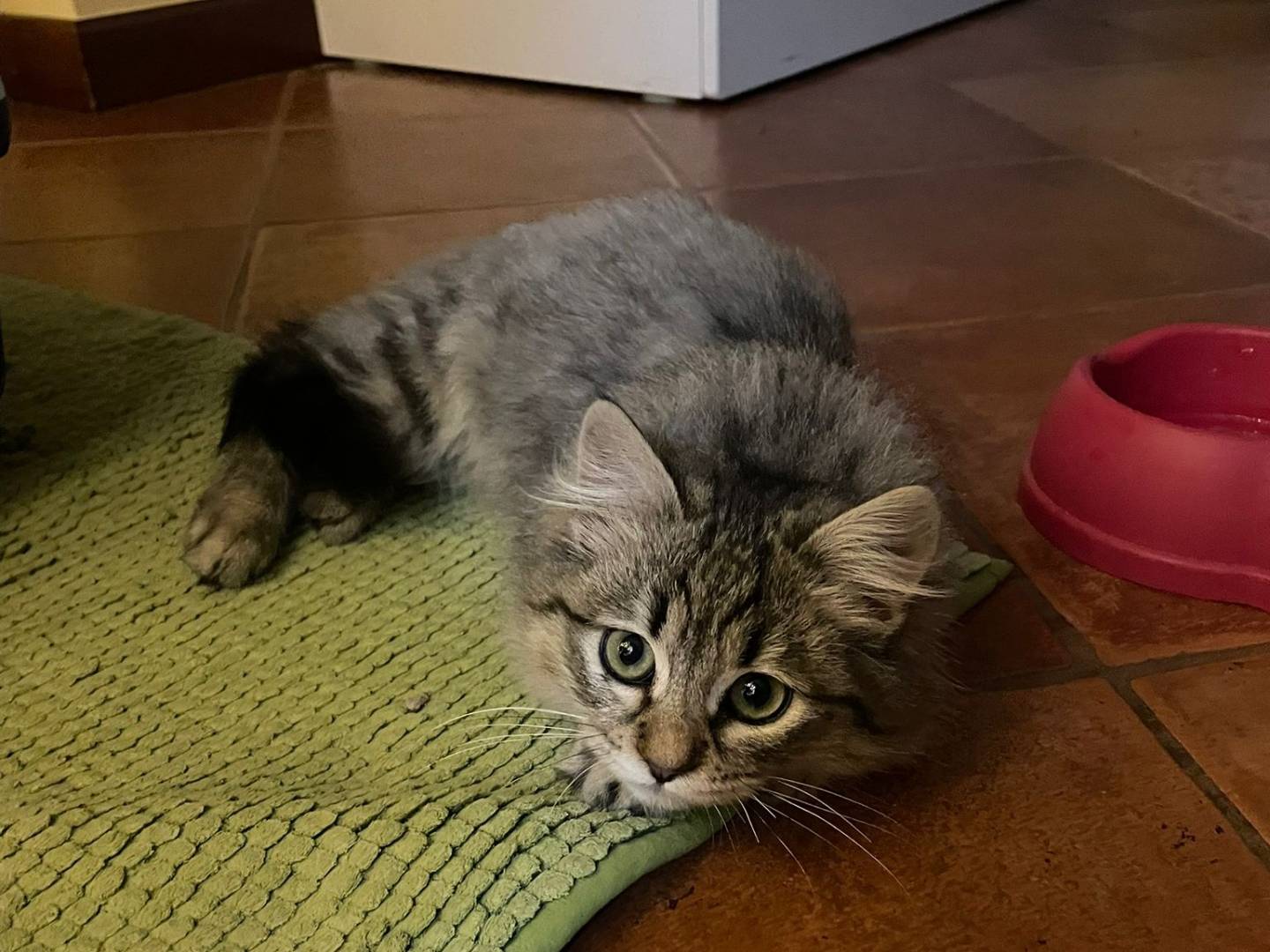 Adotta un gatto, taglia non valida, maschio, Milano