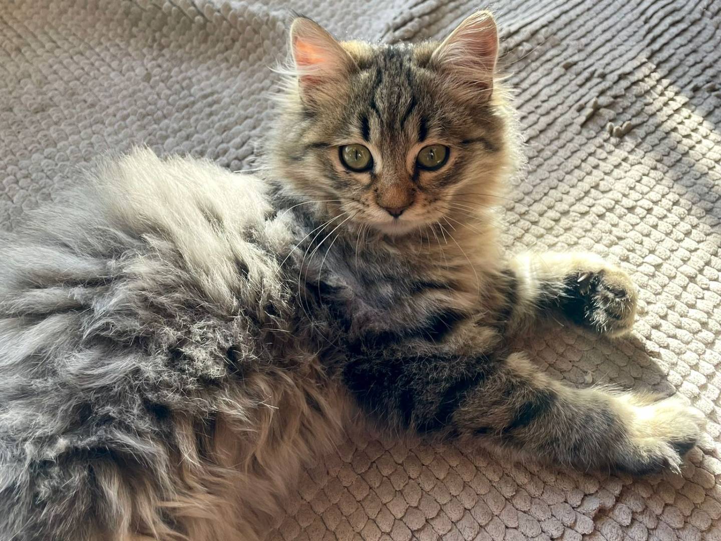 Vuoi adottare un gatto a Milano?