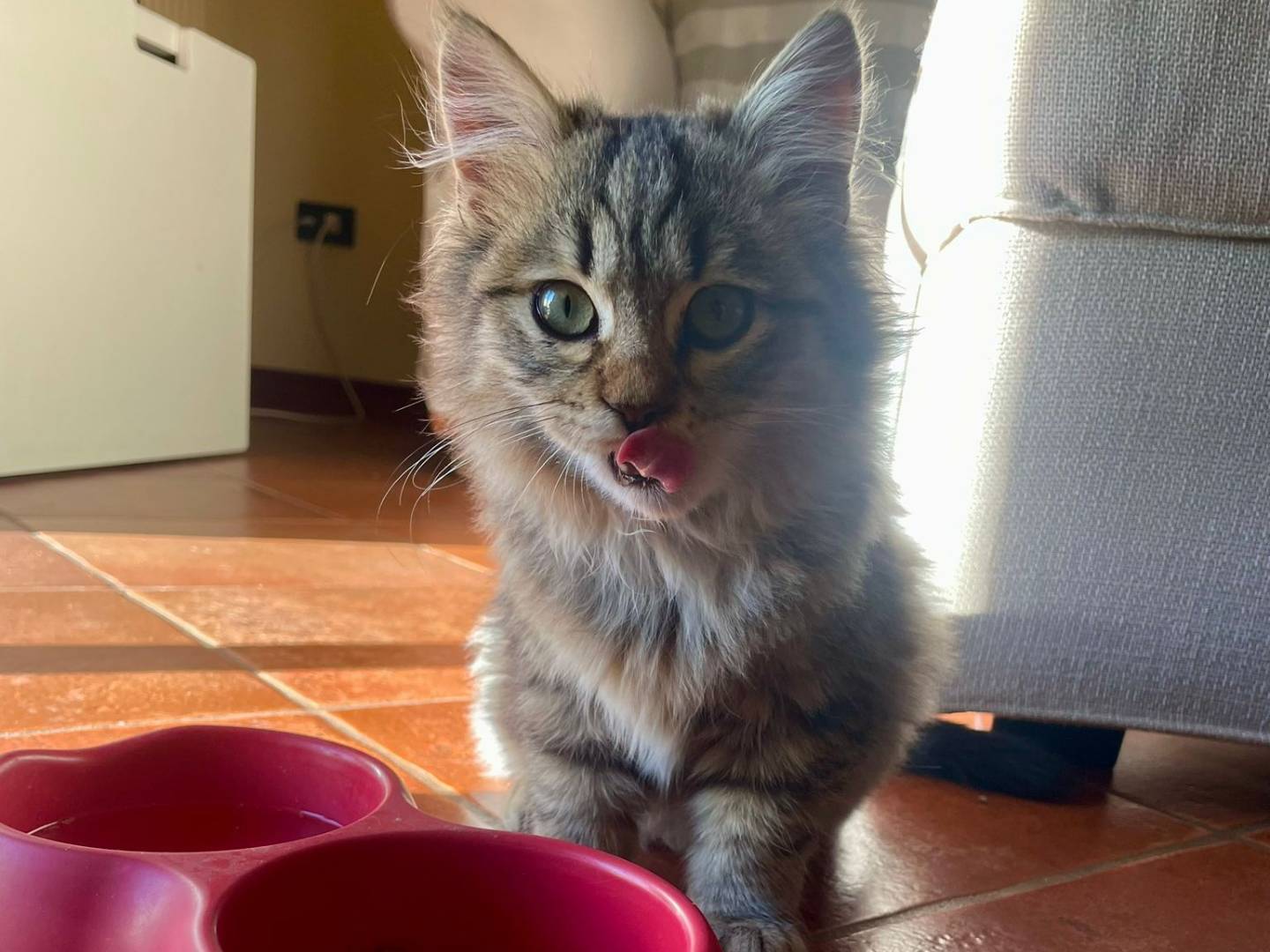 Adotta il gatto Olly e la balorda nostalgia a Milano