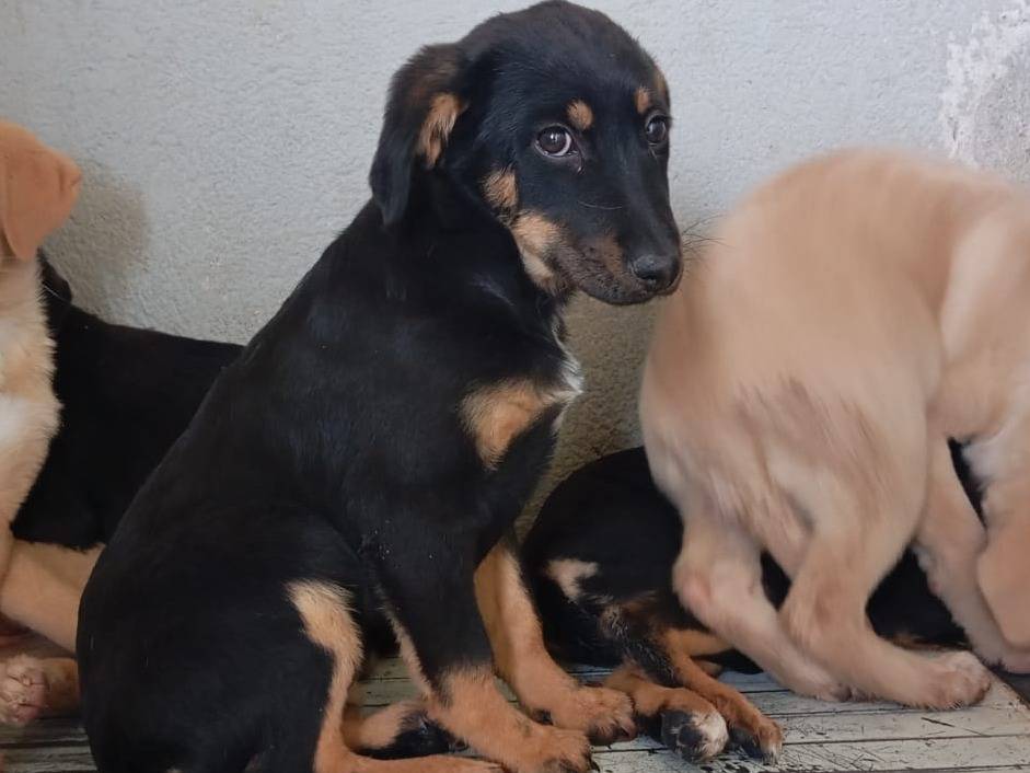 Adozione cane, femmina, Razza sconosciuta Razza sconosciuta, 2 mesi, taglia media, Caserta