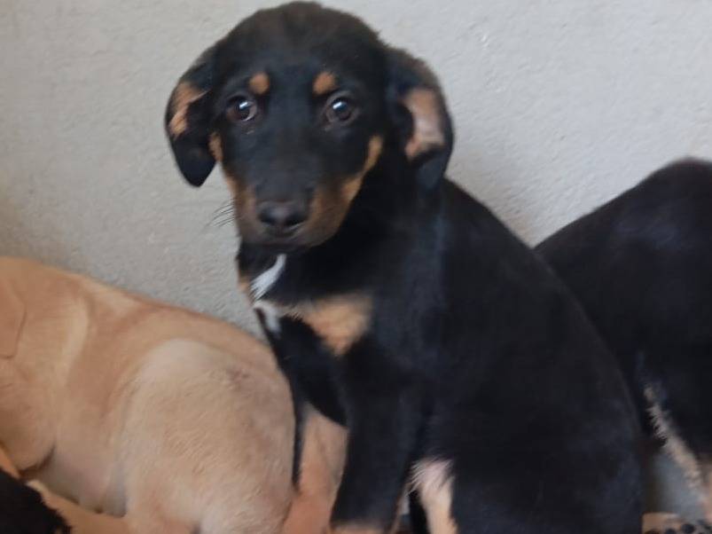 Adotta un cane, femmina, 2 mesi, Caserta