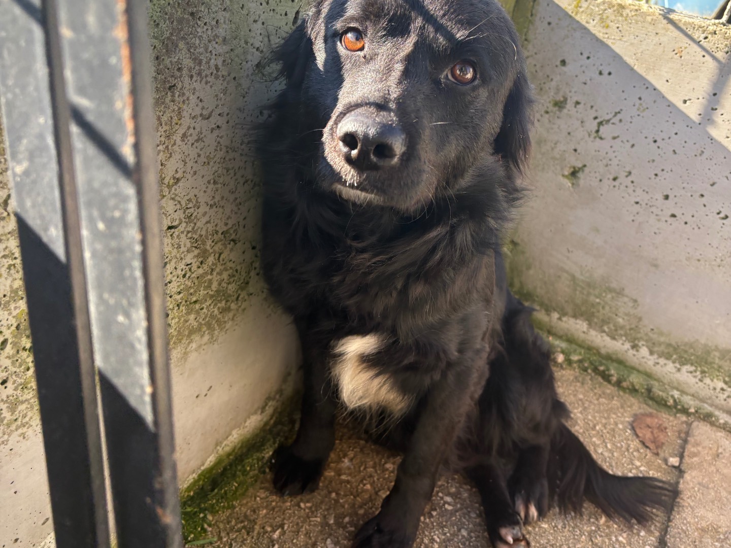 Adozione cane, maschio, Razza sconosciuta Razza sconosciuta, 5 anni, taglia media contenuta, Frosinone