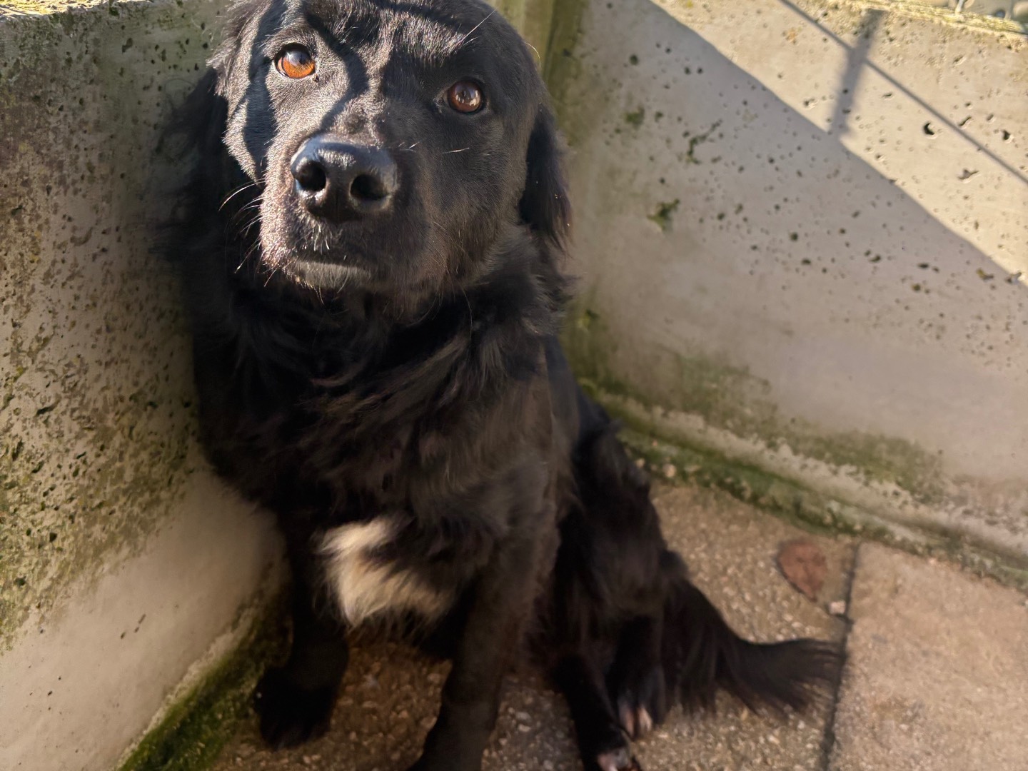 Adotta un cane, maschio, 5 anni, Frosinone