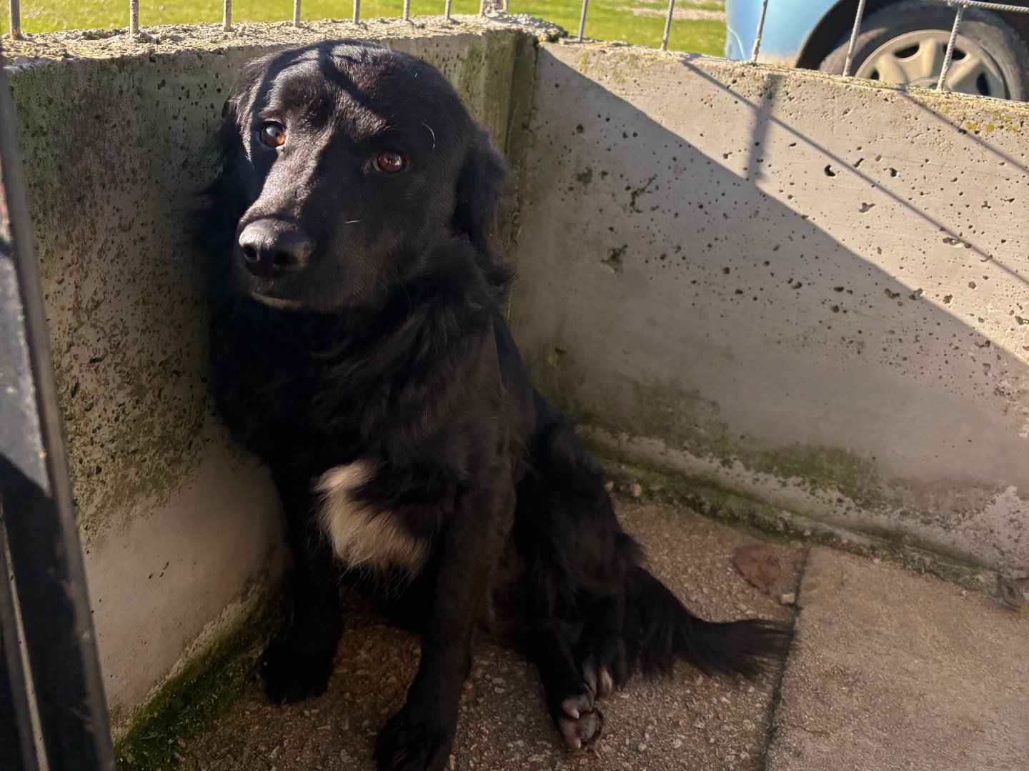 Adotta un cane, taglia media contenuta, maschio, Frosinone