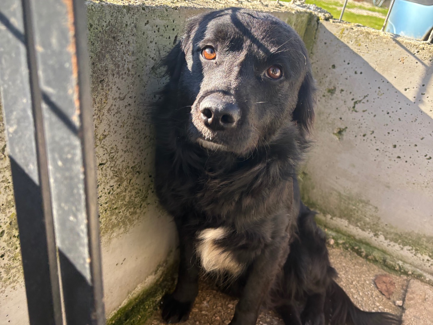 Adotta il cane milos a Frosinone