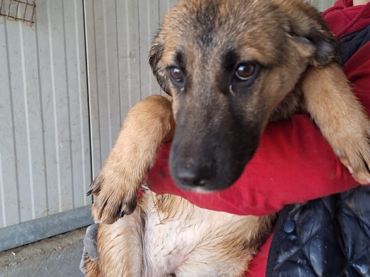 Adozione cane, maschio, Razza sconosciuta Razza sconosciuta, 4 mesi, taglia media, Frosinone
