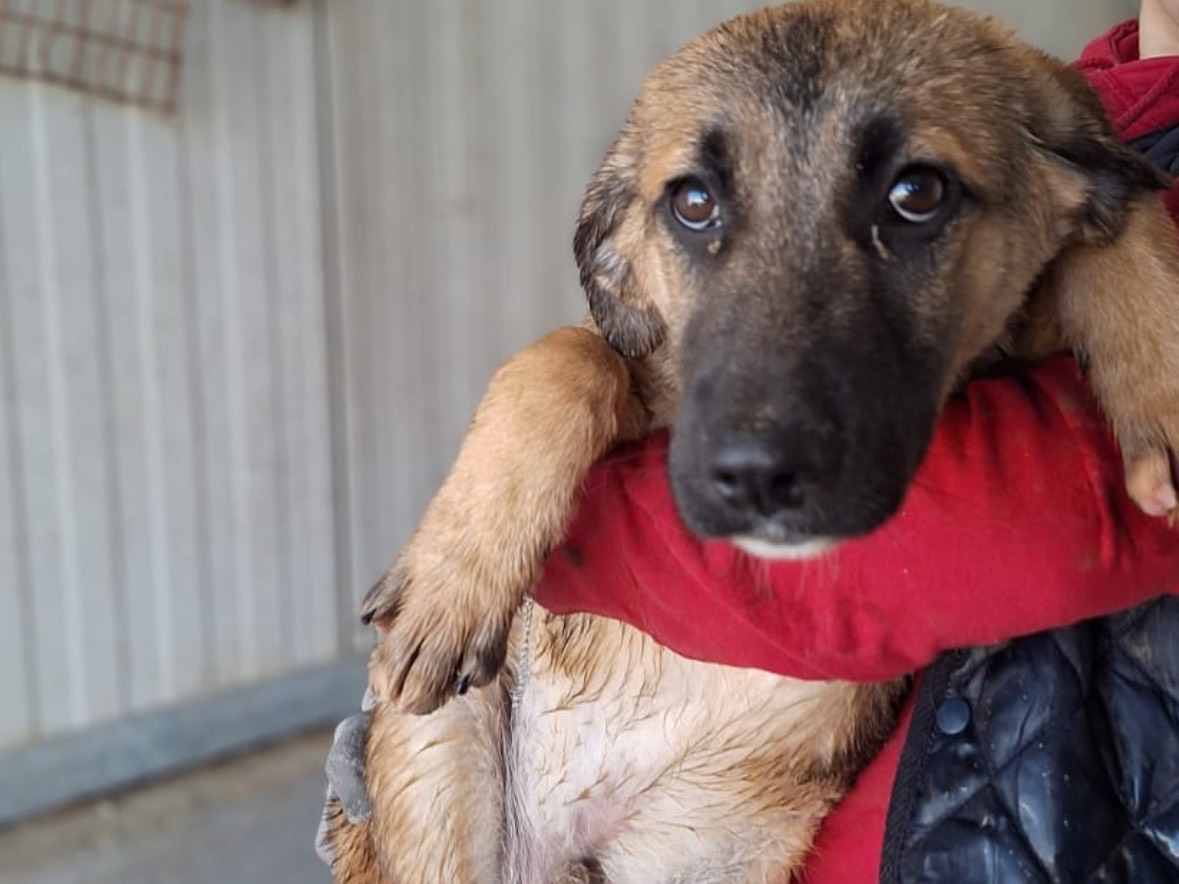 Adotta un cane, maschio, 4 mesi, Frosinone
