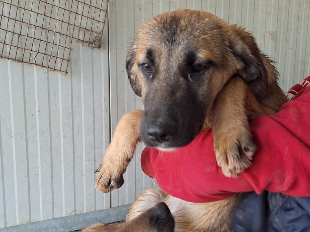 Adotta un cane, taglia media, maschio, Frosinone