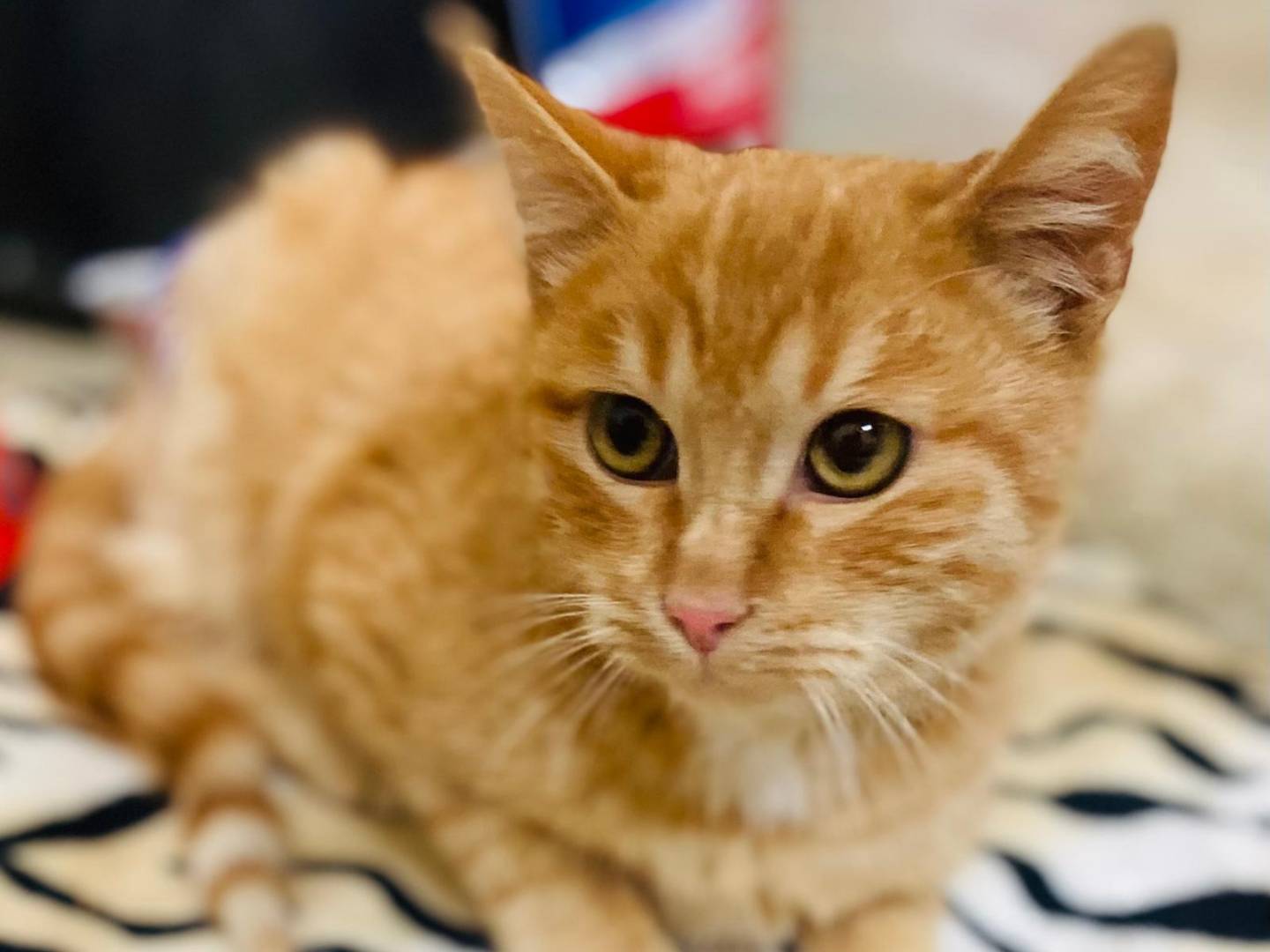 Adozione gatto, maschio, Razza sconosciuta Razza sconosciuta, 7 mesi, taglia non valida, Firenze