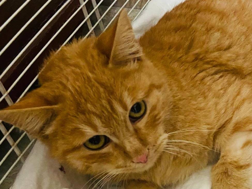 Adotta un gatto, maschio, 7 mesi, Firenze