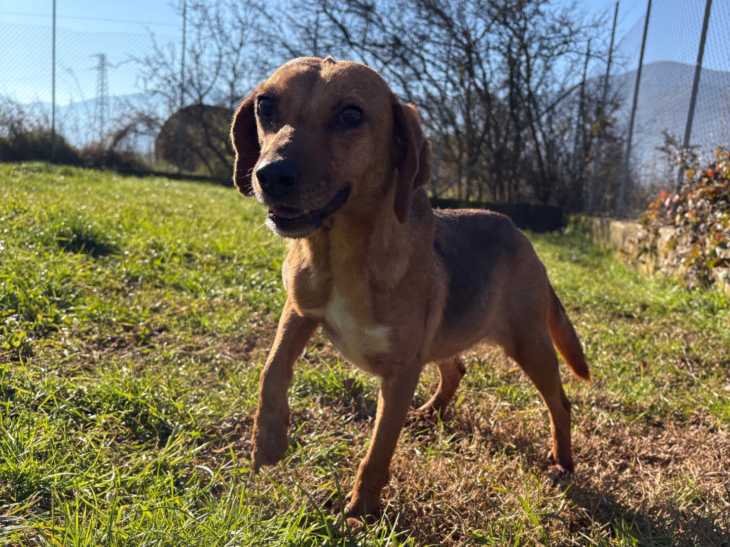 Adozione cane, femmina, Razza sconosciuta Razza sconosciuta, 3 anni e 1 mese, taglia piccola, Frosinone