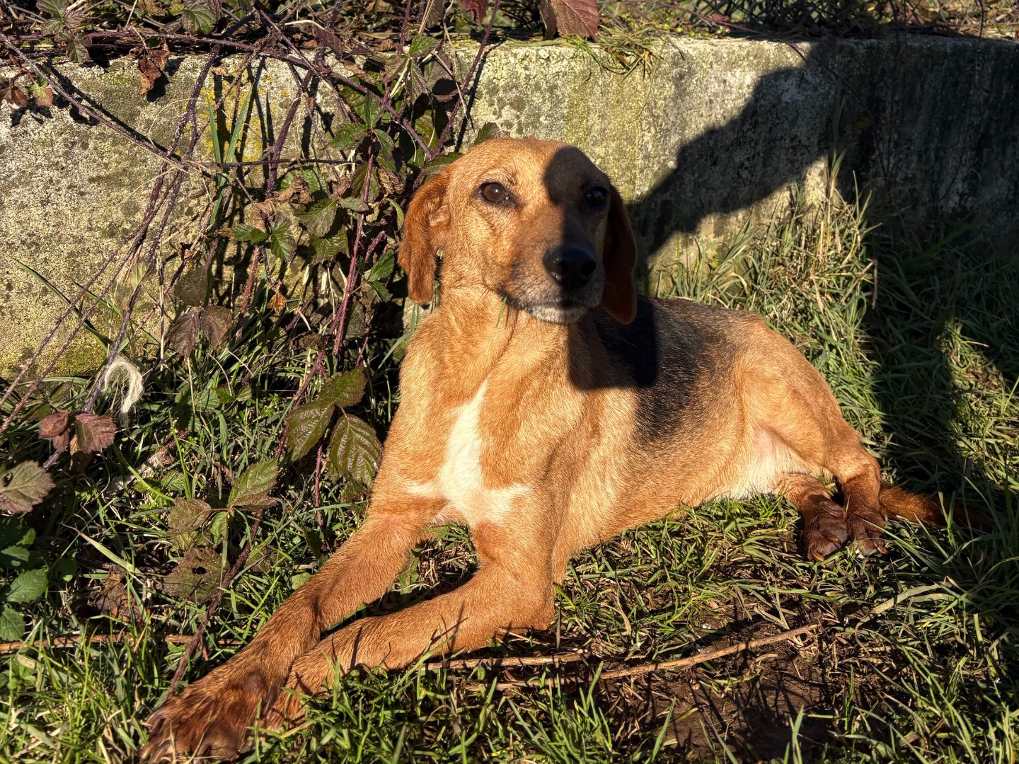 Adotta un cane, femmina, 3 anni e 1 mese, Frosinone