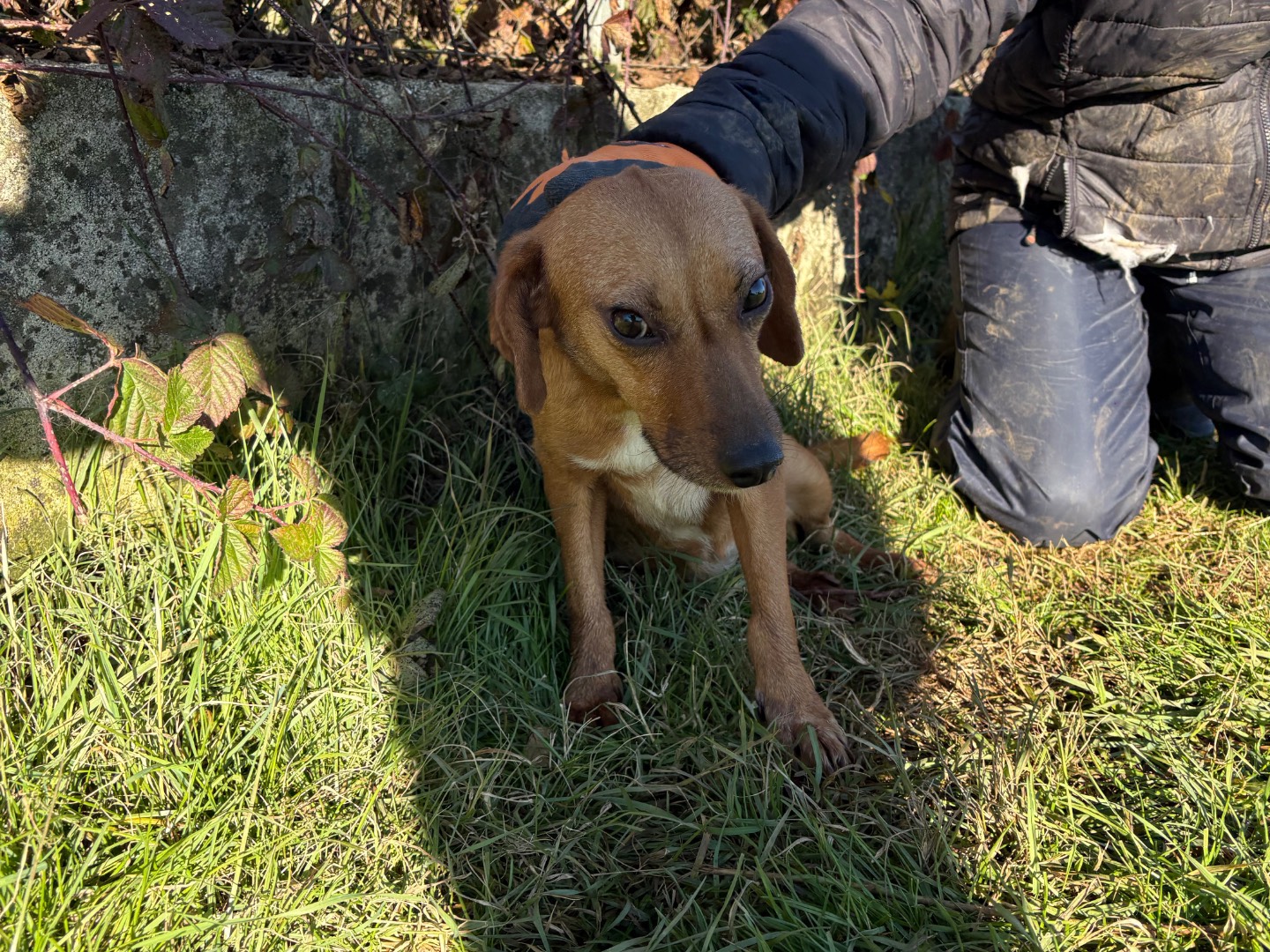 Adotta un cane, taglia piccola, femmina, Frosinone