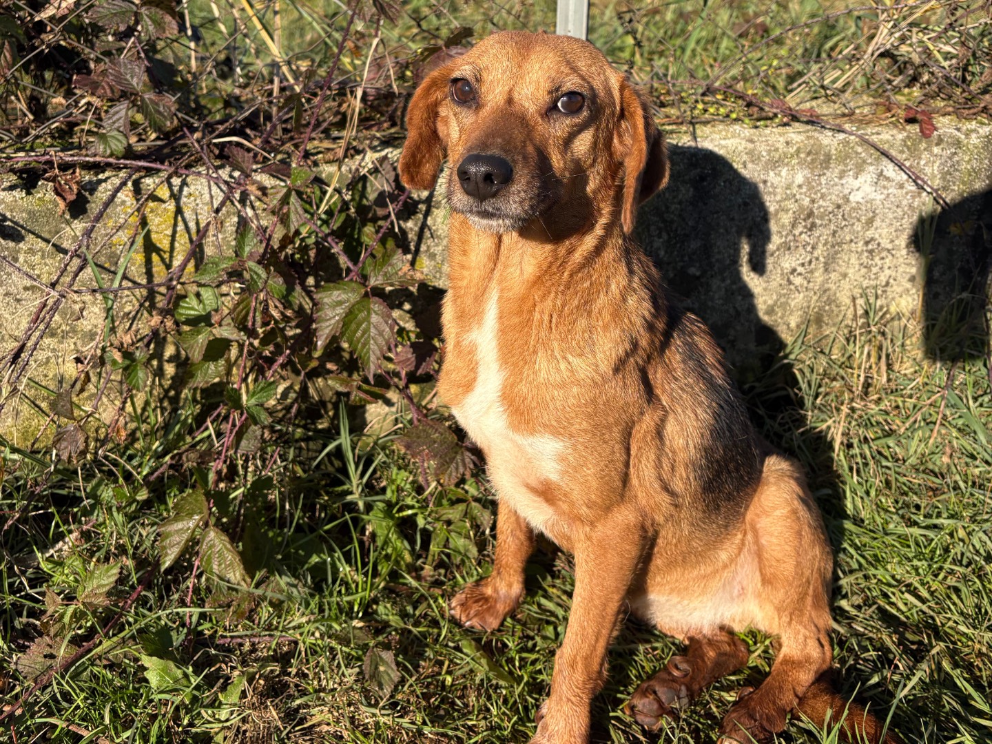 Vuoi adottare un cane a Frosinone?