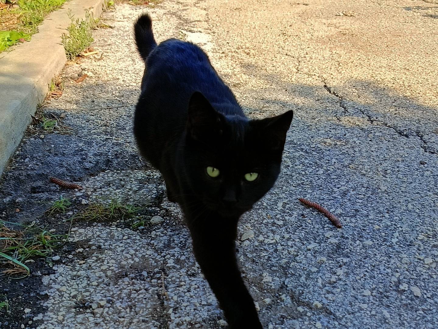 Adozione gatto, maschio, Razza sconosciuta Razza sconosciuta, 4 mesi, taglia non valida, Siracusa