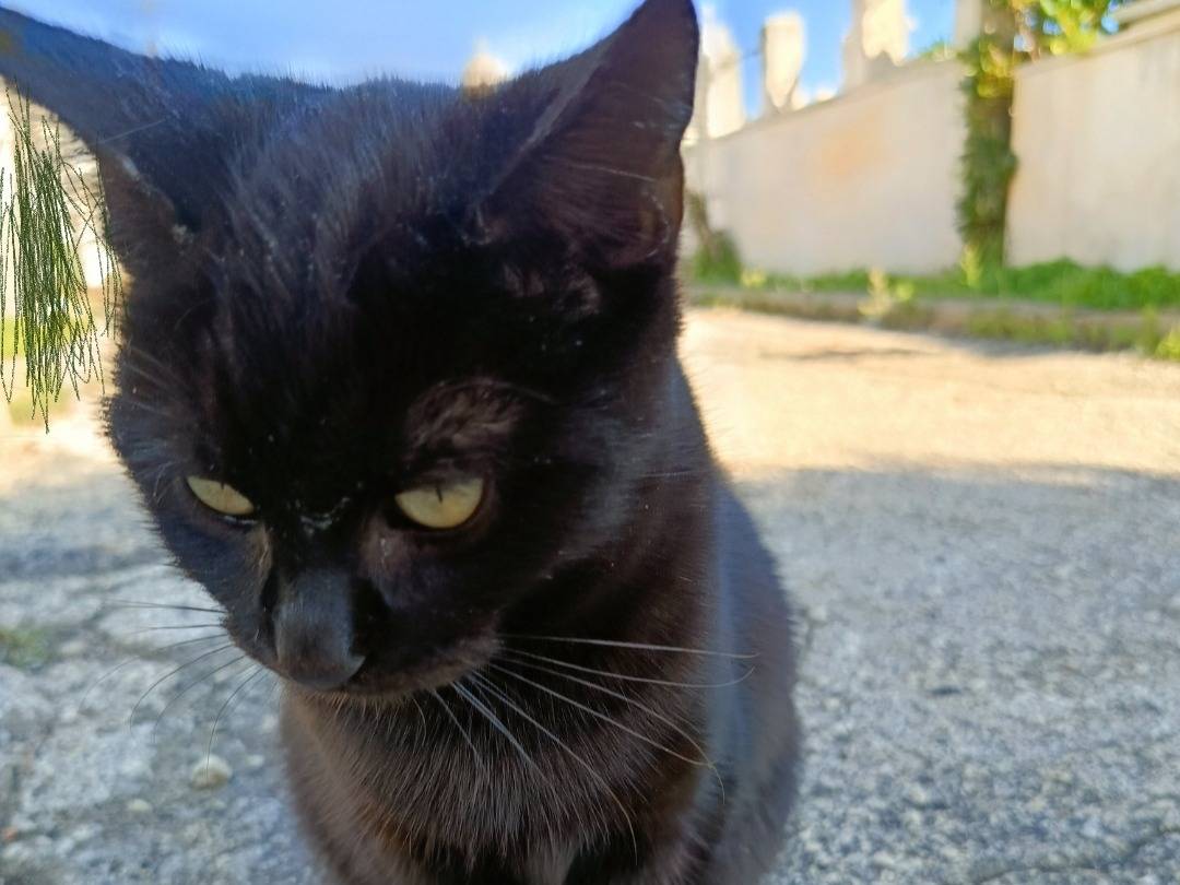 Adotta un gatto, maschio, 4 mesi, Siracusa