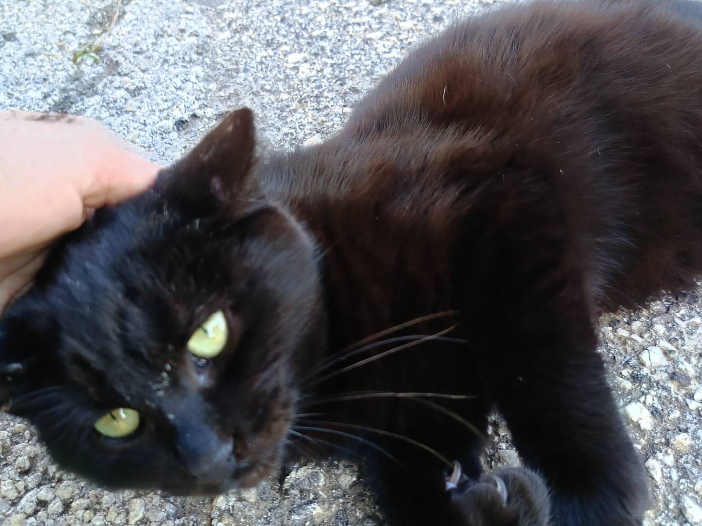 Adotta un gatto, taglia non valida, maschio, Siracusa