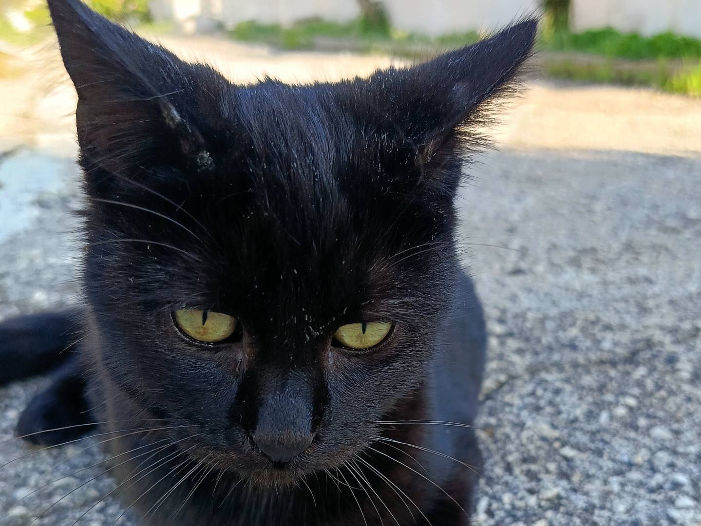 Vuoi adottare un gatto a Siracusa?