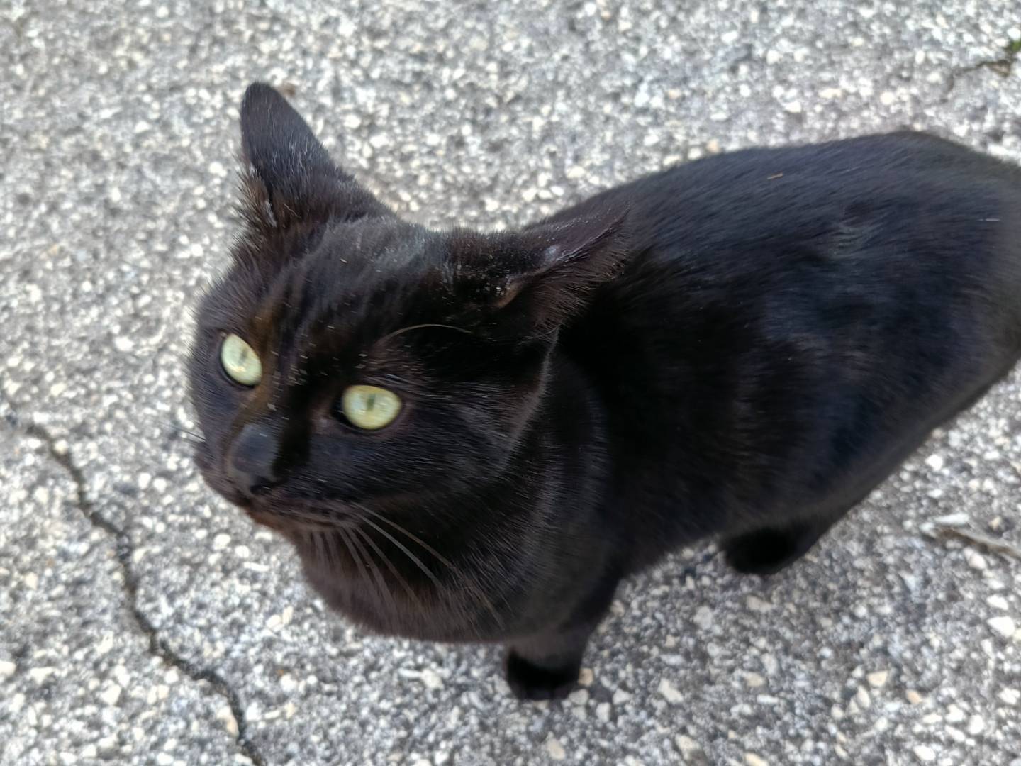 Adotta il gatto KALY a Siracusa