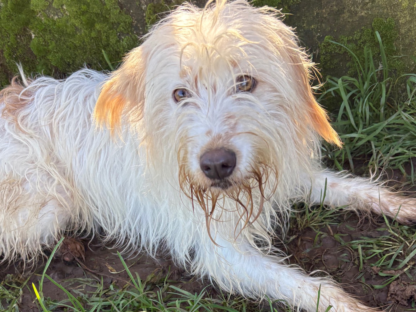 Adozione cane, maschio, Razza sconosciuta Razza sconosciuta, 2 anni e 6 mesi, taglia piccola, Frosinone