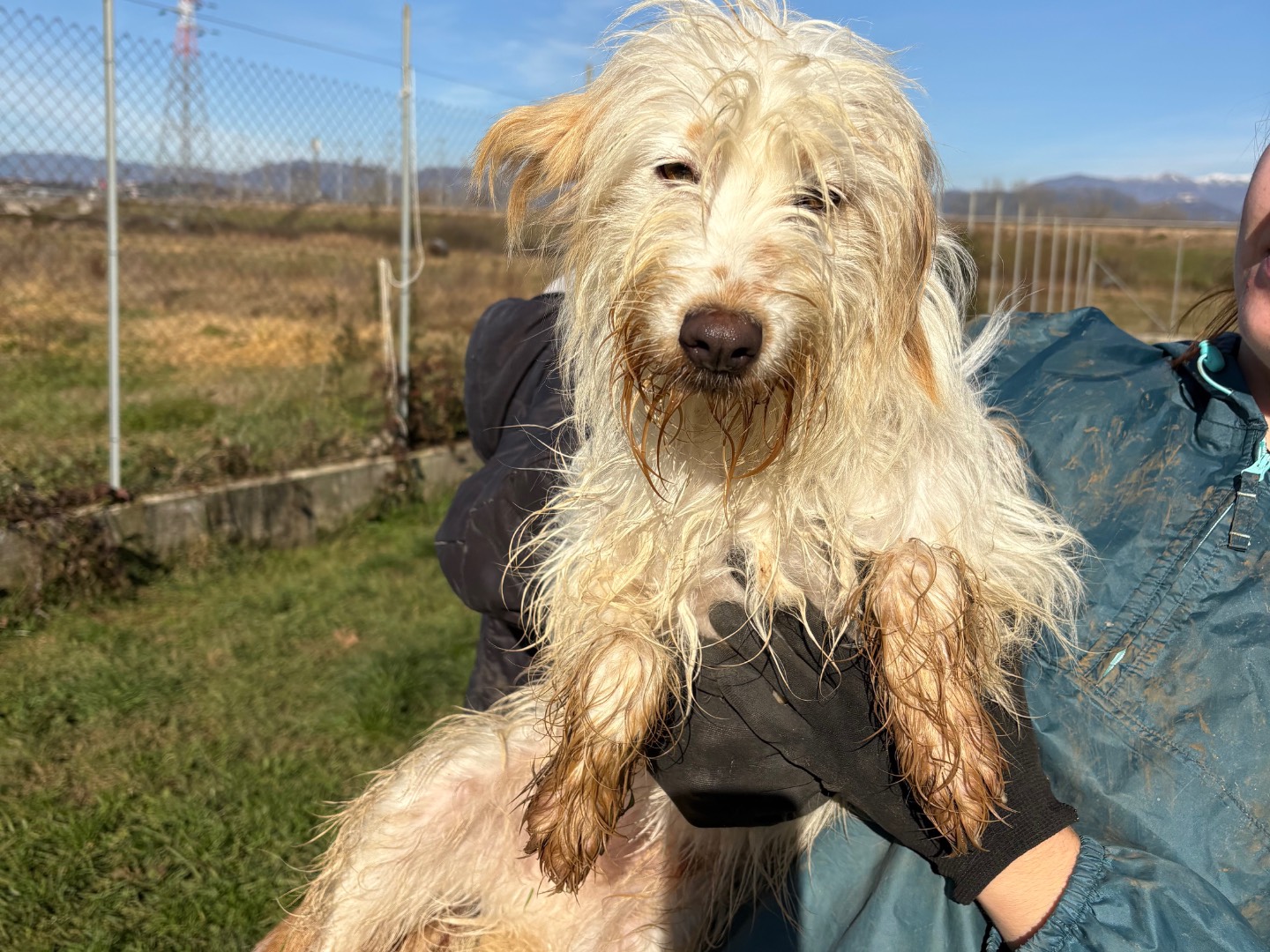 Adotta un cane, taglia piccola, maschio, Frosinone