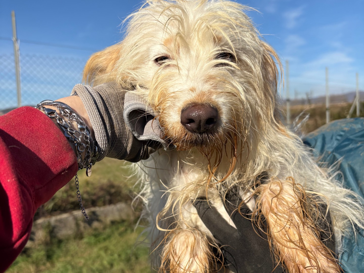 Adotta il cane dexter a Frosinone