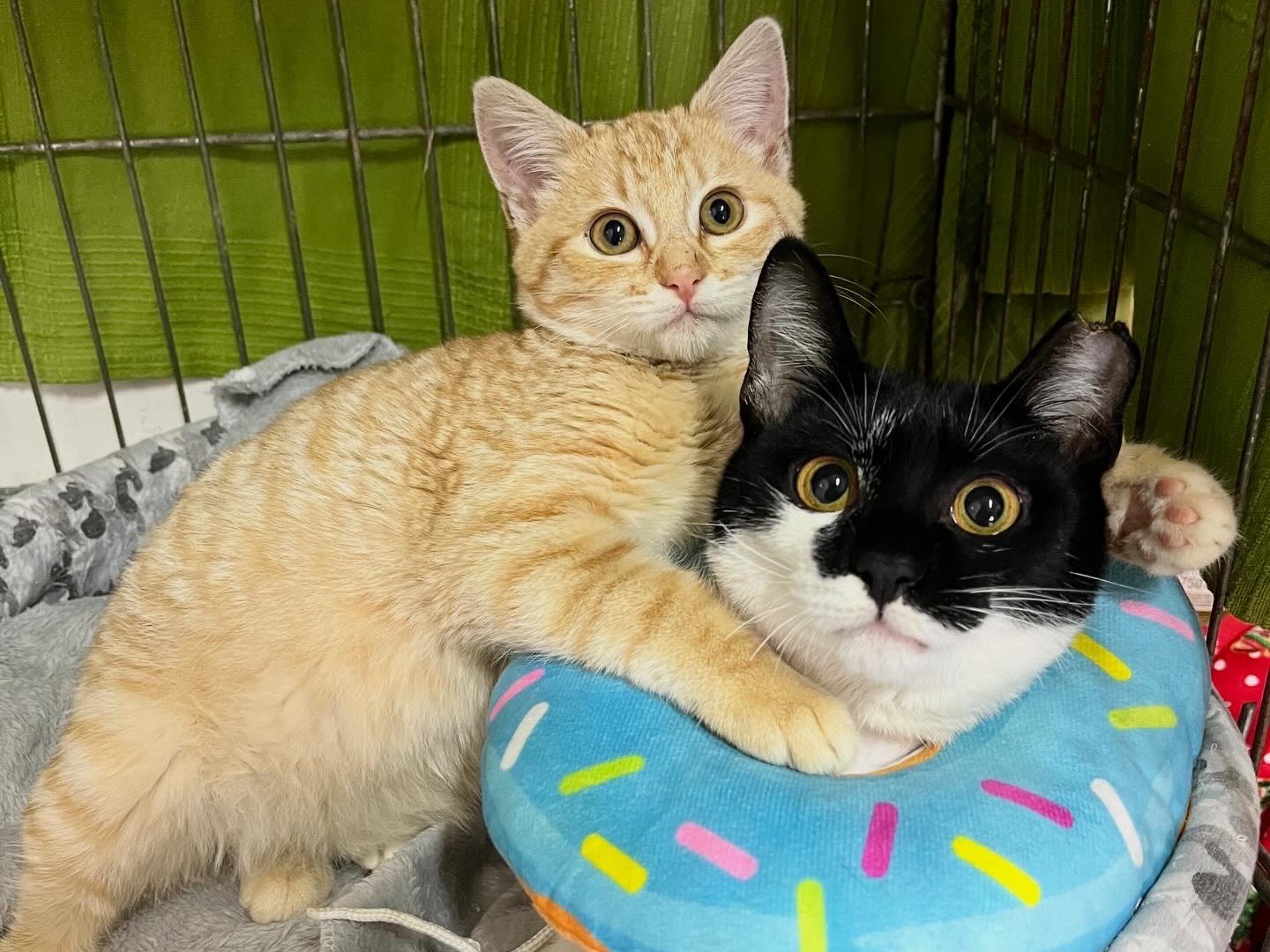 Adozione gatto, femmina, Razza sconosciuta Razza sconosciuta, 11 mesi, taglia non valida, Potenza