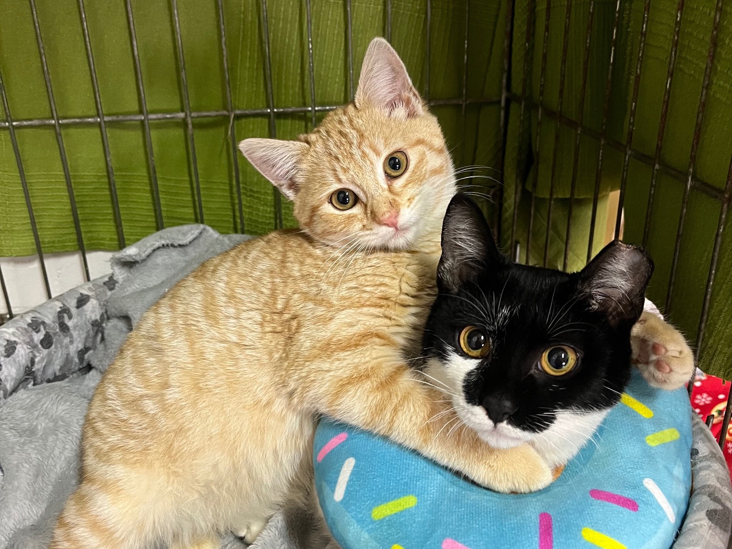 Adotta un gatto, femmina, 11 mesi, Potenza