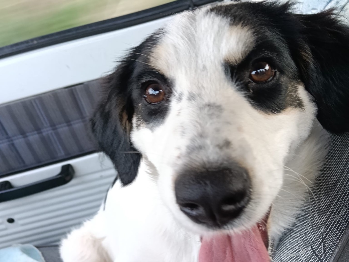 Adotta un cane, femmina, 5 mesi, Siracusa