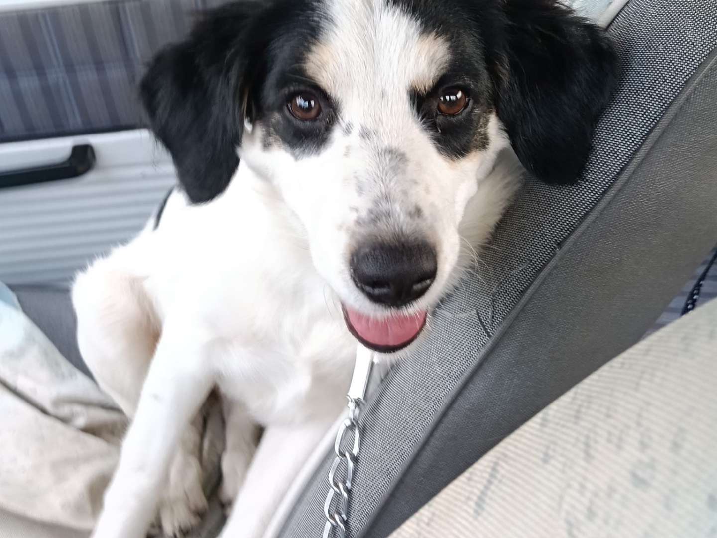 Adotta un cane, taglia media, femmina, Siracusa