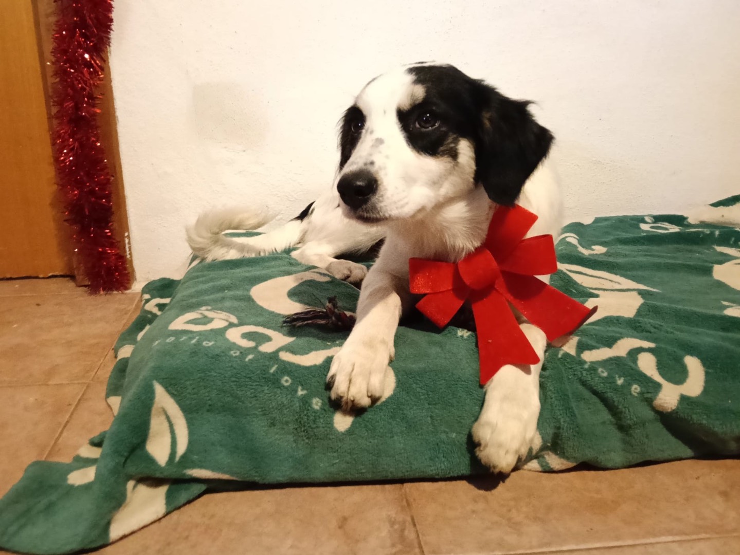 Vuoi adottare un cane a Siracusa?