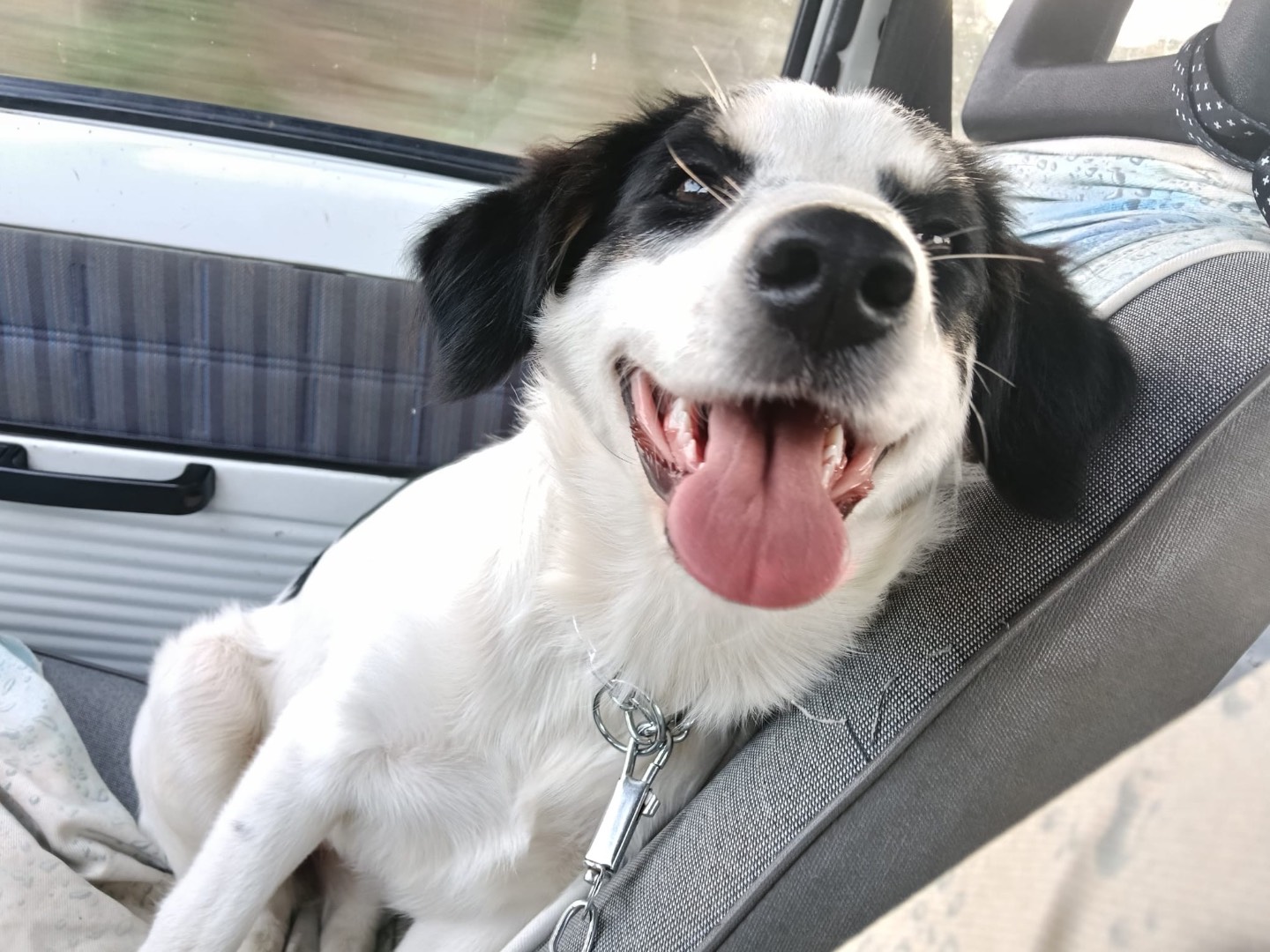 Adotta il cane Bea  a Siracusa