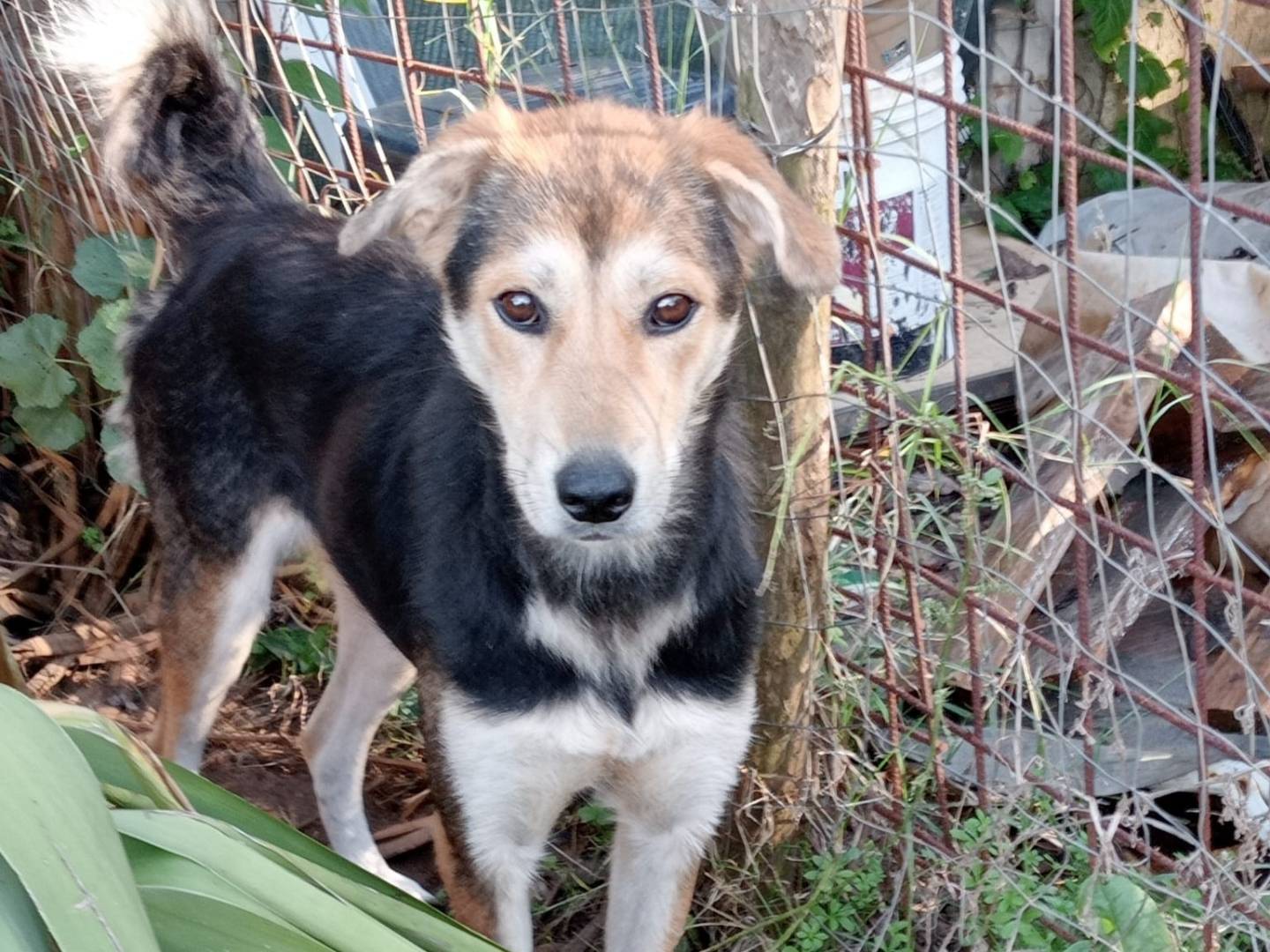 Adozione cane, femmina, Razza sconosciuta Razza sconosciuta, 3 anni, taglia media contenuta, Varese