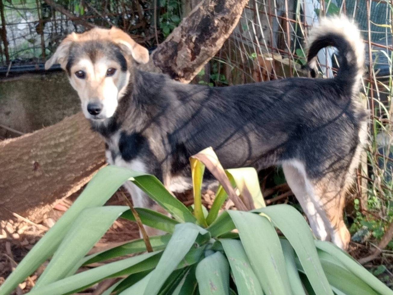 Adotta un cane, femmina, 3 anni, Varese