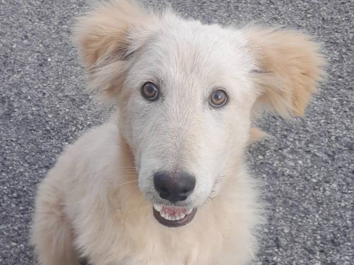 Adozione cane, maschio, Pastore maremmano Golden Retriever, 5 mesi, taglia grande, Varese