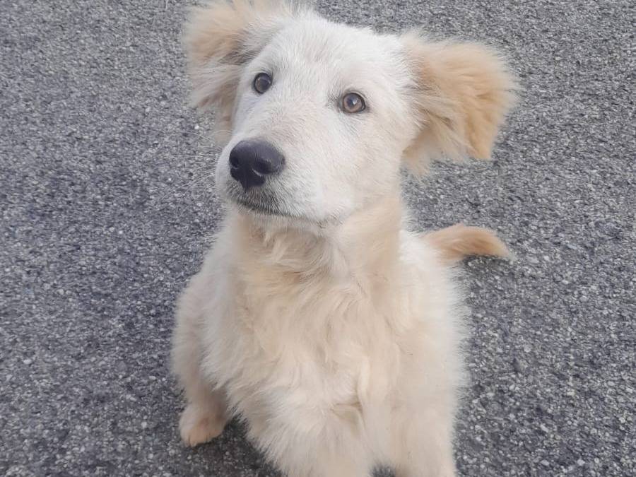 Adotta un cane, maschio, 5 mesi, Varese