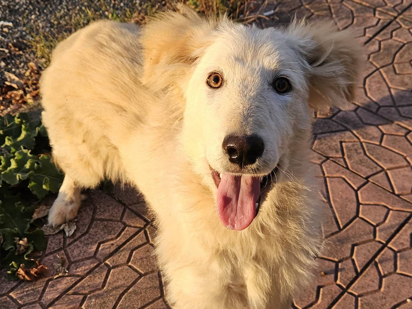 Adotta un cane, taglia grande, maschio, Varese
