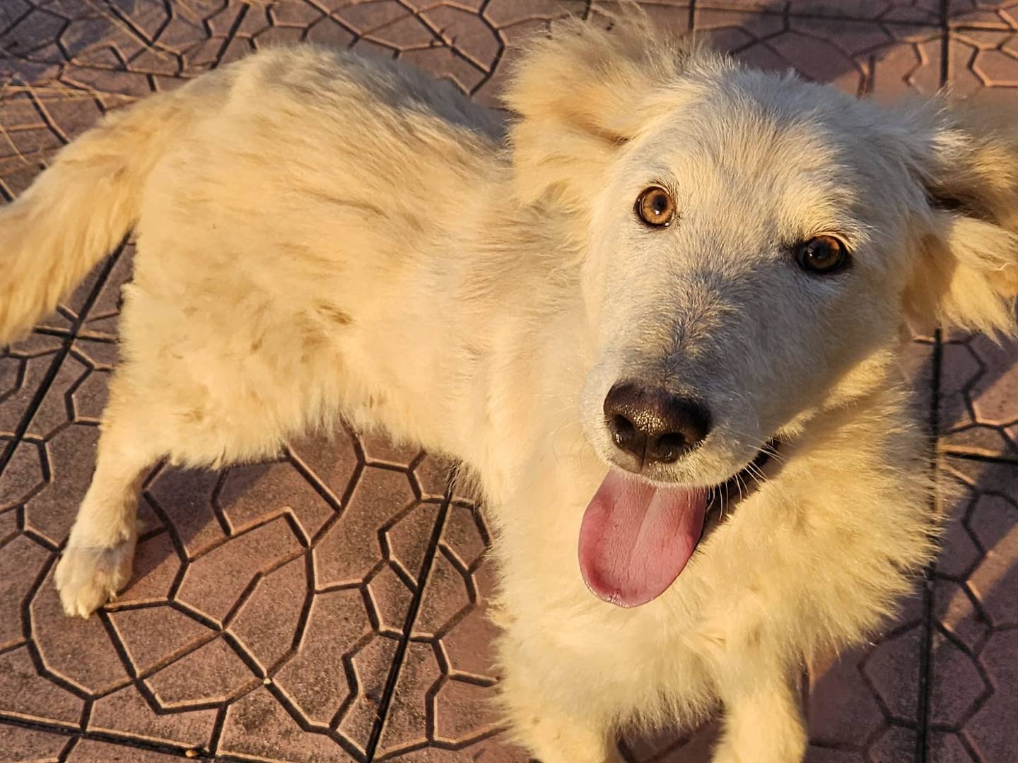 Vuoi adottare un cane a Varese?