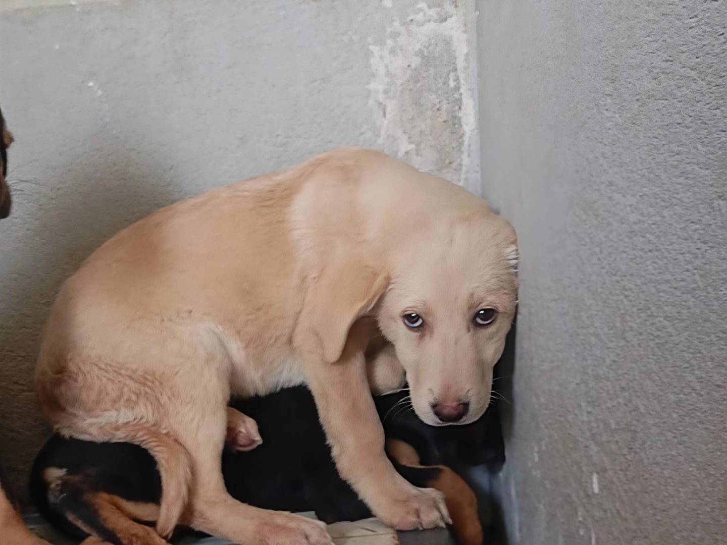 Adozione cane, maschio, Razza sconosciuta Razza sconosciuta, 3 mesi, taglia media, Caserta