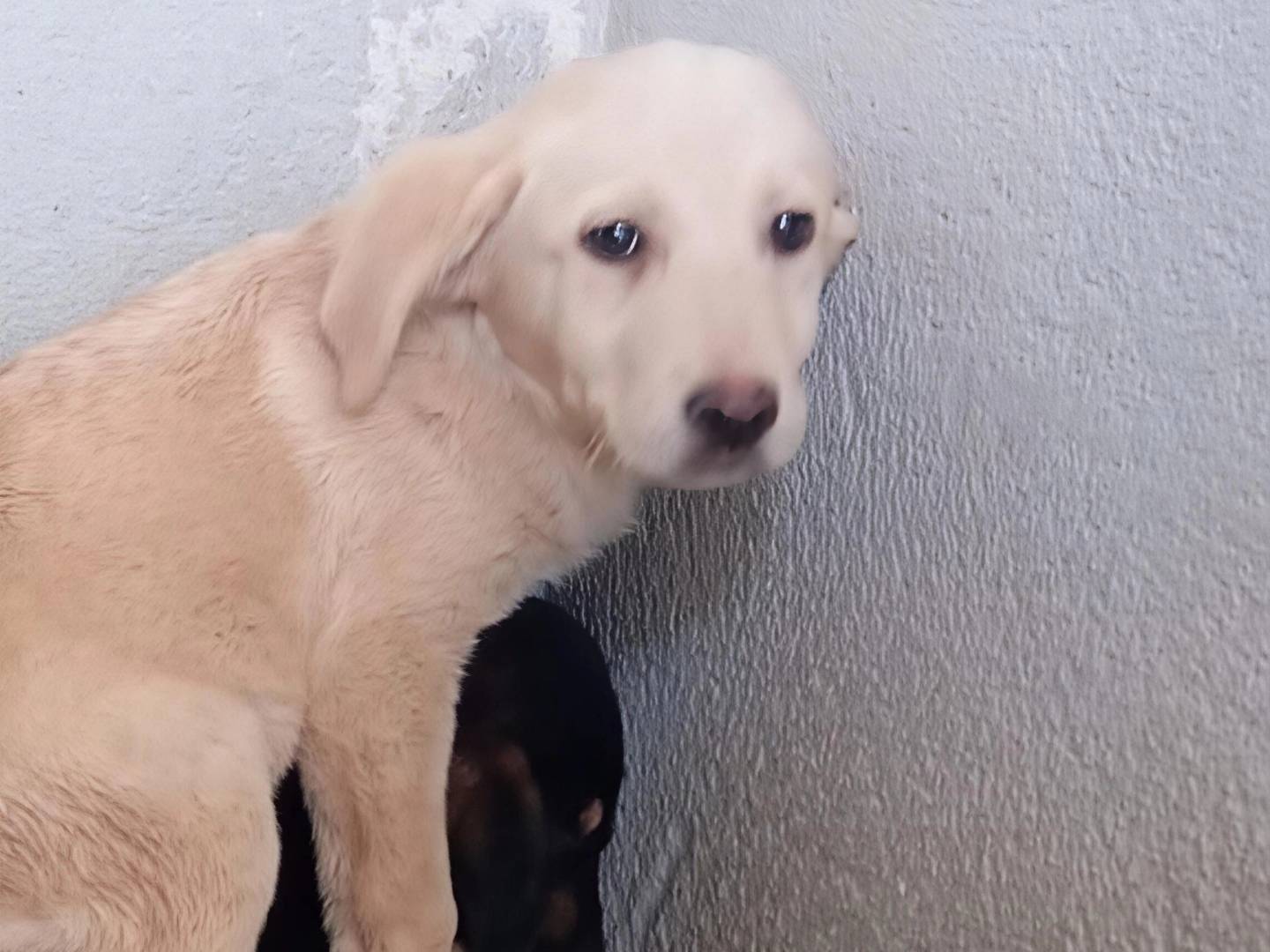 Adotta un cane, maschio, 3 mesi, Caserta