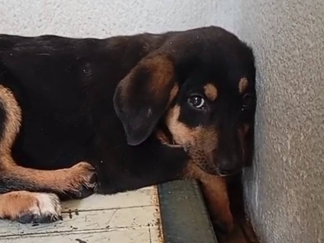 Adozione cane, femmina, Razza sconosciuta Razza sconosciuta, 3 mesi, taglia media, Caserta